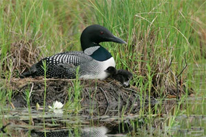 Loon and Chick