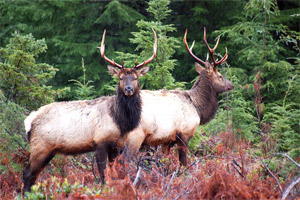 elk