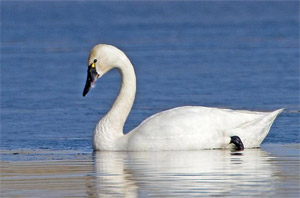 tundra swan