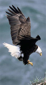 bald eagle