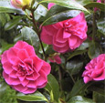 camelias