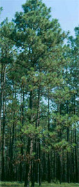 Southern Longleaf Pine