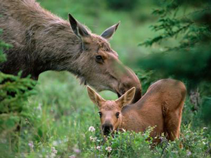 moose