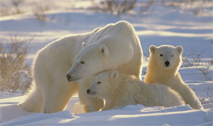 Polar Bear Family