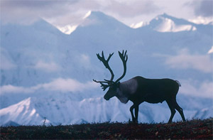 Caribou in Denali