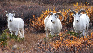 dahl sheep