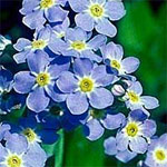 Forget-Me-Nots