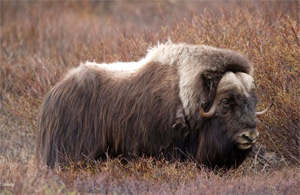 muskox