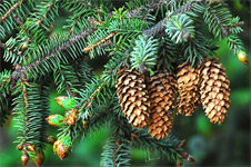 Sitka Spruce