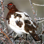 Willow Ptarmigan