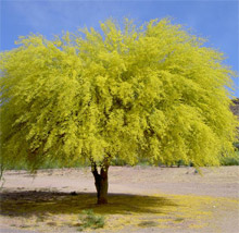 Palo Verde