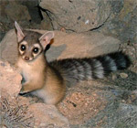 Ringtail Cat