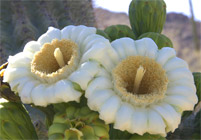 Saguaro Blossoms