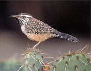 Cactus Wren
