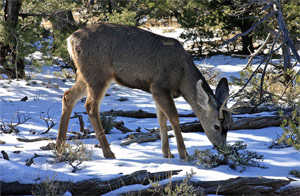 mule deer