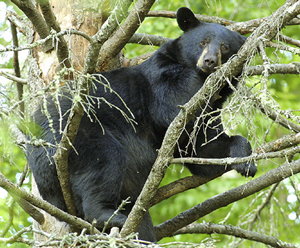 black bear