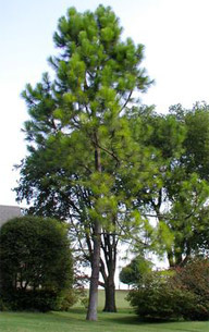 Loblolly Pine
