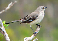 Mocking Bird