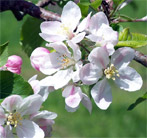 apple blossom
