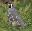 California Quail