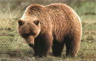 grizzly bear
