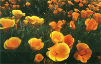 California Poppies