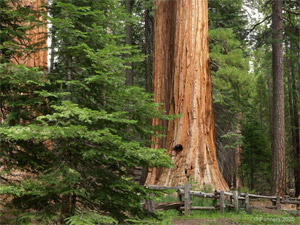 redwoods