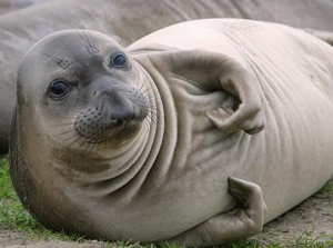 seal