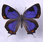Colorado Hairstreak