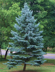 Colorado Blue Spruce