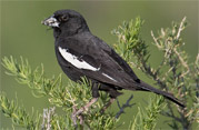 Lark Bunting