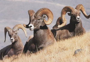 Big Horn Sheep