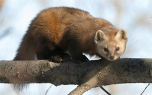 marten