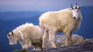 mountain goats