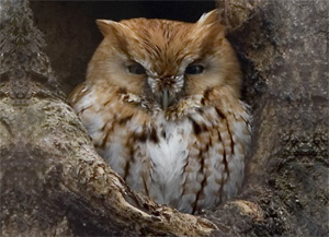 screech owl