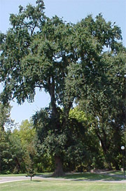 Colorado Blue Spruce