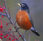 Robin
