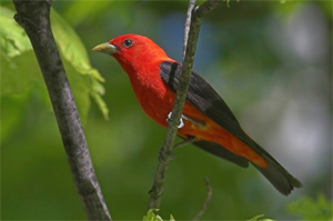 scarlet tanager