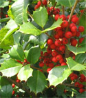 Holly Berry