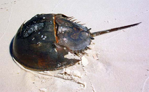 horseshoe crab