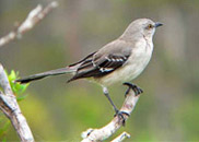 Mockingbird