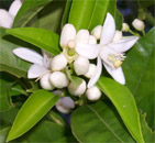 Orange Blossom