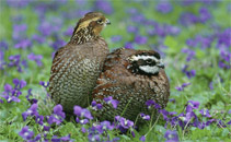 Bobwhite Quail
