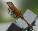 Brown Thrasher