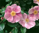 Cherokee Rose