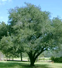 Live Oak Tree