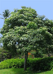 Candlenut Tree