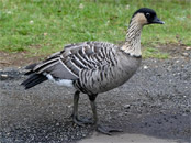 Hawaiian Goose