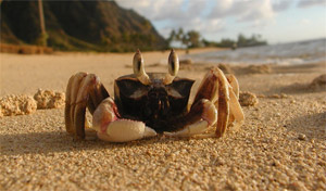 crab