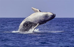 humpback whale